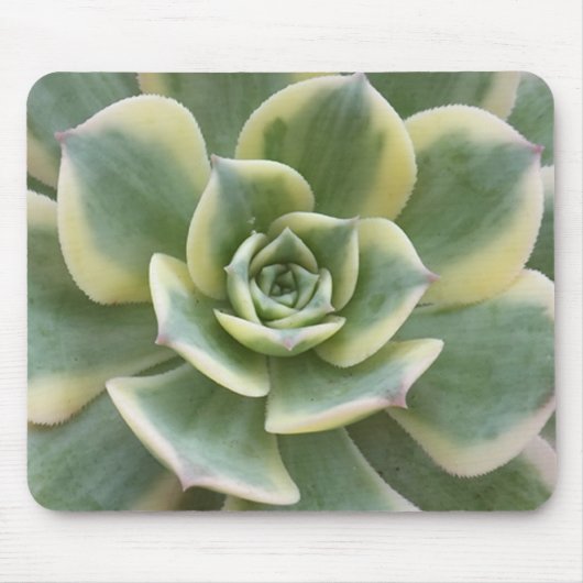 sukkulent mousepad (Vorne)