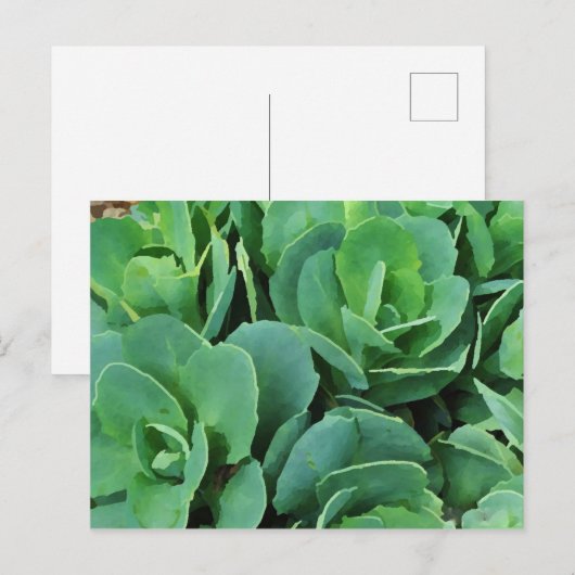 sukkulent | postkarte (Vorne/Hinten)