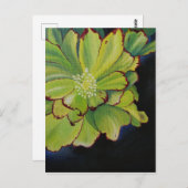 sukkulent postkarte (Vorne/Hinten)