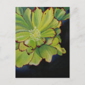 sukkulent postkarte (Vorderseite)