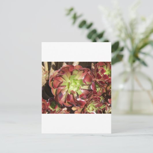 sukkulent postkarte (Stehend Vorderseite)