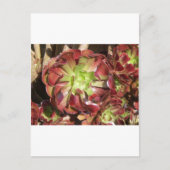 sukkulent postkarte (Vorderseite)