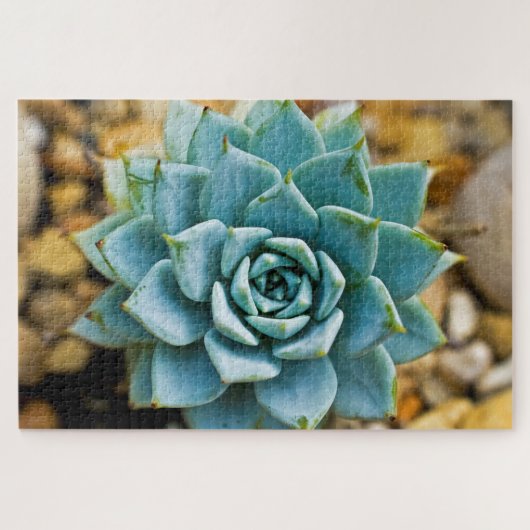 sukkulent puzzle (Horizontal)