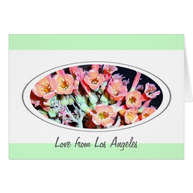 Sukkulent "Weed" (Vorderseite (Horizontal))