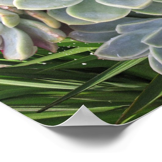 Sukkulente Blues Poster (Ecke)