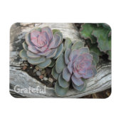 Sukkulente Dankbarkeit Magnet (Horizontal)