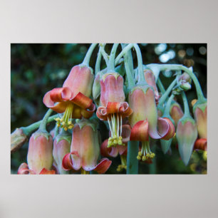 Sukkulente Echeveria-Blüten Poster