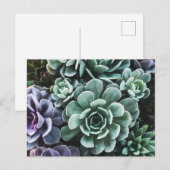 Sukkulente Grüne Pflanze Postkarte (Vorne/Hinten)