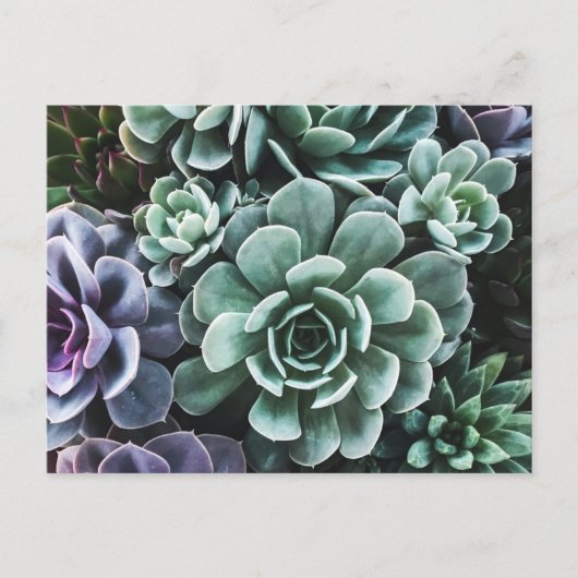 Sukkulente Grüne Pflanze Postkarte (Vorderseite)