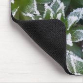 Sukkulente Hen & Chicks mit Frost am frühen Mousepad (Ecke)