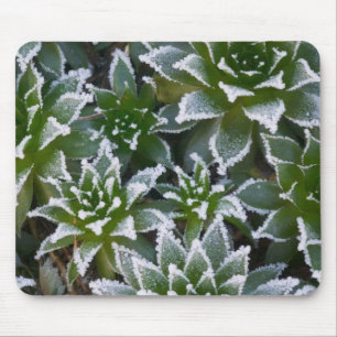 Sukkulente Hen & Chicks mit Frost am frühen Mousepad