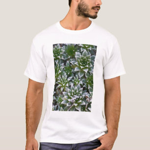 Sukkulente Hen & Chicks mit Frost am frühen T-Shirt