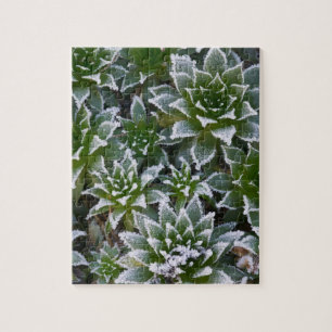 Sukkulente Hen & Chicks mit Frost im frühen Puzzle