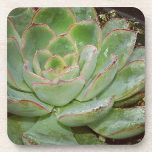 Sukkulente, Henne und Küken Untersetzer