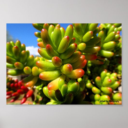 Sukkulente Jelly Bean Pflanze Poster (Vorne)