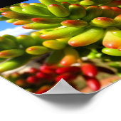 Sukkulente Jelly Bean Pflanze Poster (Ecke)