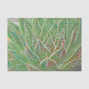 Sukkulente Kaktuspflanze grüne Glasmalerei Kunst Seidenpapier