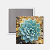 Sukkulente Magnet (Vorderseite/Rückseite)