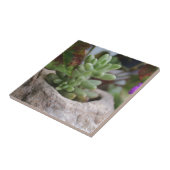 Sukkulente Pflanze und Chameleon-Pflanze Fliese (Seite)