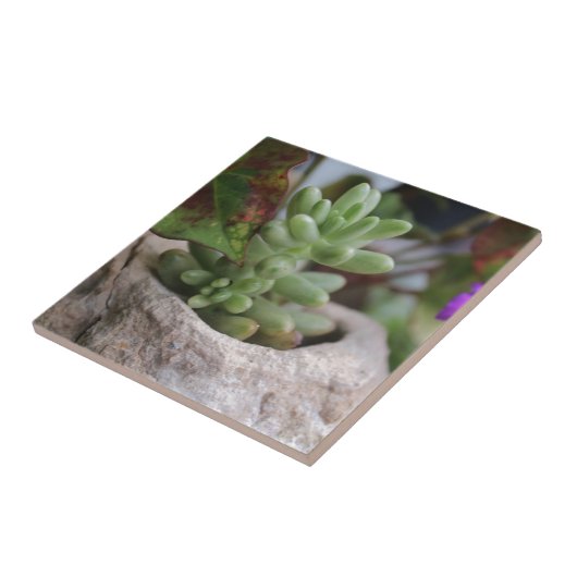 Sukkulente Pflanze und Chameleon-Pflanze Fliese (Seite)