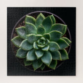 Sukkulente puzzle (Horizontal)