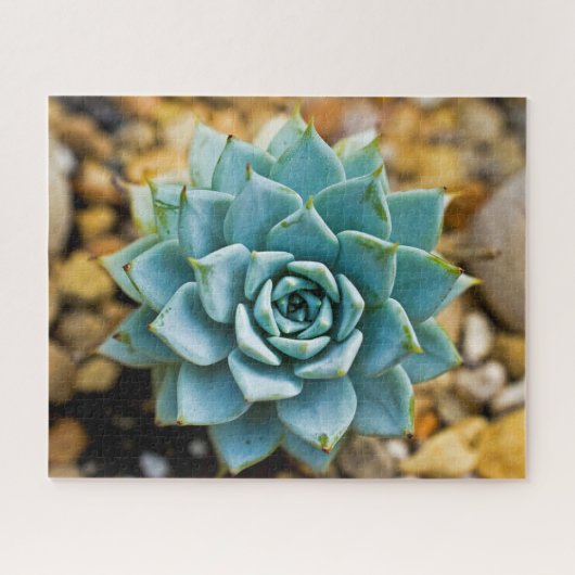 Sukkulente Puzzle (Horizontal)