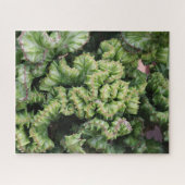 Sukkulente Puzzle (Horizontal)