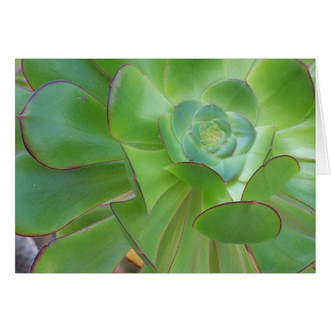 Sukkulente Schönheit...Oxnard Kalifornien (Vorderseite (Horizontal))