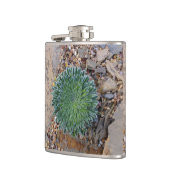 Sukkulente Wüste-Pflanze Flachmann (Links)