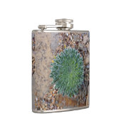 Sukkulente Wüste-Pflanze Flachmann (Rechts)