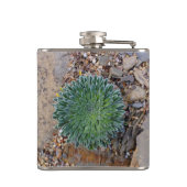 Sukkulente Wüste-Pflanze Flachmann (Rückseite)