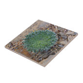 Sukkulente Wüste-Pflanze Fliese (Seite)