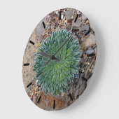 Sukkulente Wüste-Pflanze Große Wanduhr (Winkel)