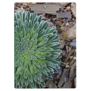 Sukkulente Wüste-Pflanze Klemmbrett