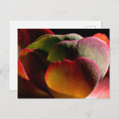 Sukkulente Wüste-Pflanze Postkarte (Vorne/Hinten)