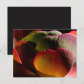 Sukkulente Wüste-Pflanze Postkarte (Vorne/Hinten)