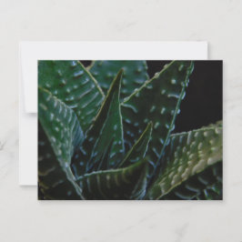 Sukkulente Zebra-Pflanze Postkarte
