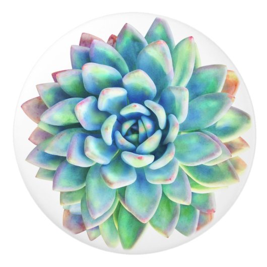 Sukkulente Zierknopf Keramikknauf (Vorderseite)