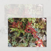Sukkulenten Postkarte (Vorne/Hinten)