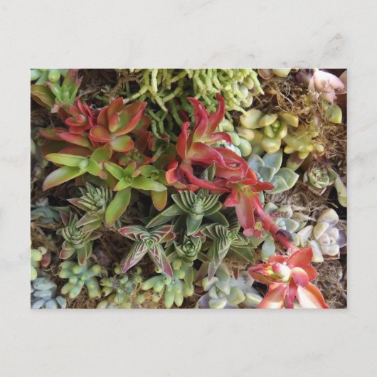 Sukkulenten Postkarte (Vorderseite)