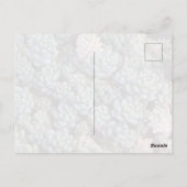 Sukkulenten Postkarte (Rückseite)