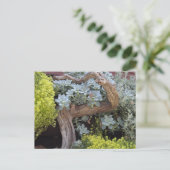 Sukkulenten-Postkarte Postkarte (Stehend Vorderseite)