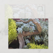 Sukkulenten-Postkarte Postkarte (Vorne/Hinten)