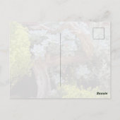 Sukkulenten-Postkarte Postkarte (Rückseite)