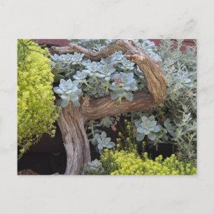 Sukkulenten-Postkarte Postkarte