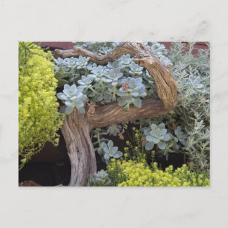 Sukkulenten-Postkarte Postkarte
