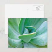 Sukkulenter Swirl Postkarte (Vorne/Hinten)