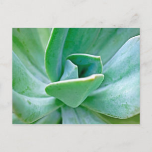 Sukkulenter Swirl Postkarte
