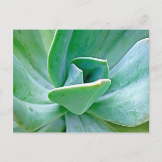 Sukkulenter Swirl Postkarte (Vorderseite)