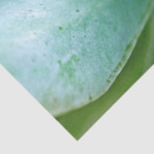 Sukkulenter Swirl Seidenpapier (Detail)